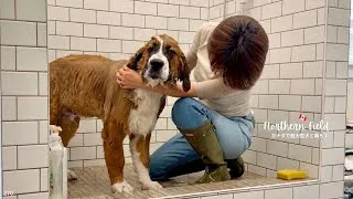 Thumbnail: 超大型犬パピー、初めて尽くしの一週間｜初シャンプー・ケンネル体験・マーケット
