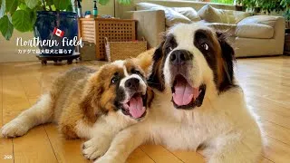 Thumbnail: 超大型犬パピー、初めての遠吠え？｜兄犬との距離も少し縮まりました