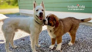 Thumbnail: 超大型犬パピーのヘンテコ成長期｜初めての犬友だち