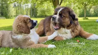 Thumbnail: 兄犬に怒られてもへっちゃら｜今日も暴れ回る超大型犬パピー