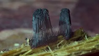 Thumbnail: Protists