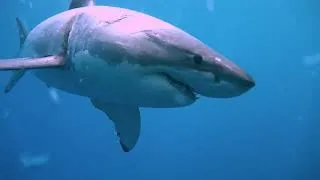 Thumbnail: Taxonomic Hierarchy