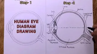 Thumbnail: Human eye diagram drawing/Easy way to draw human eye diagram