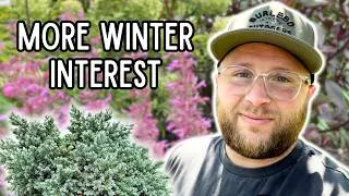 Thumbnail: Planting Blue Star Junipers & Royal Raspberry Agastache