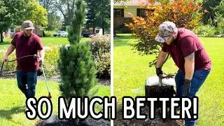 Thumbnail: I Replaced My Apple Trees & It Completely Changed the Front Garden