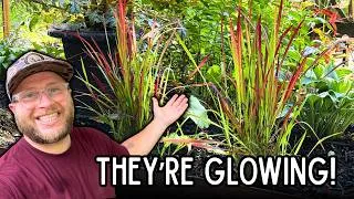 Thumbnail: 18 New Plants for the Secret Garden + A Good Deed