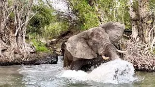 Thumbnail: Wild Elephant in the Zambezi River | Zimbabwe | Zambia