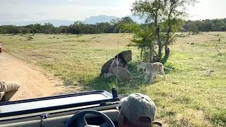 Thumbnail: Angry Male Lion Loses His Temper | Big 5 | African Male Lion