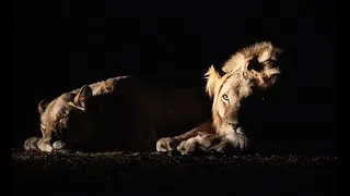 Thumbnail: Lion Sunset Game Drive | Big 5 | Africa