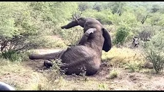 Thumbnail: Elephant Bull playing in the mud | Struggling to get up