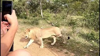 Thumbnail: 4 Lions Passing Safari Vehicle