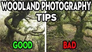 Thumbnail: Woodland Photography Tips (composition review)