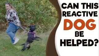 Thumbnail: How to STOP Dog Aggression to Dogs/People
