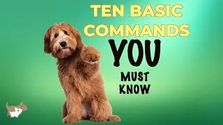 Thumbnail: 10 most basic commands every dog owner should know - dog training tips for beginners