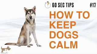 Thumbnail: HOW TO KEEP YOUR DOG CALM - 60 SEC Dog Training Tips #17