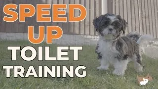 Thumbnail: How To Potty Train A Puppy - Quickly