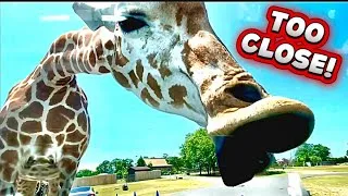 Thumbnail: Giraffes Licked Our Window! 🦒 Six Flags Safari NJ Close Encounter | 4K