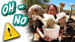 Thumbnail: Our CRAZY OSTRICH farm experience || Lifestyle Episode 11
