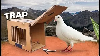 Thumbnail: Making Pigeon Bird Trap using Paper Box || AMAZING
