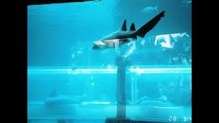 Thumbnail: Atlantis Aquarium in Bahamas  Picture Slide Show