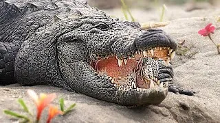 Thumbnail: Amazing Safari Animals You Have To See!