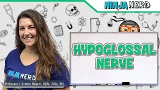 Thumbnail: Hypoglossal Nerve