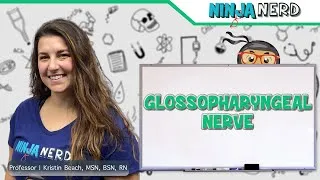 Thumbnail: Glossopharyngeal Nerve