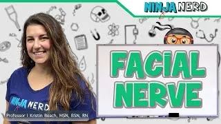 Thumbnail: Facial Nerve