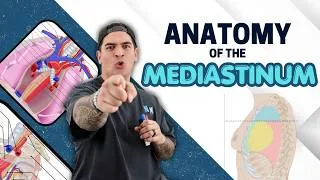Thumbnail: Anatomy of the Mediastinum