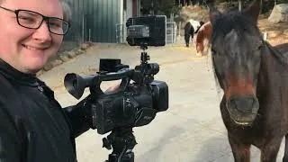 Thumbnail: Year Of The Horse