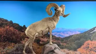 Thumbnail: AnimalZone:  Wildlife in the City of Lights   season 13, episode 3