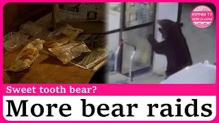 Thumbnail: Bear breaks into traditional sweets shop in Iwate after string of raids