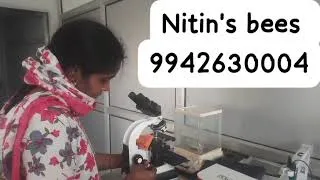 Thumbnail: Gain hands-on training in the microscopic analysis of honey 