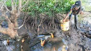 Thumbnail: Catching Huge Mud Crabs in the Muddy Shore After Low Tide | Fishing A Lot Of Crabs
