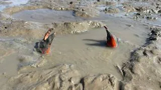 Thumbnail: Catching Huge Mud Crabs in the Swamp After Low Tide | Fishing Mud Crabs in Swamp after Low Tide