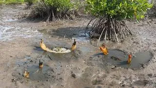 Thumbnail: Catching Many Huge Mud Crabs in the Mangrove Forest | Amazing Fishing Sea Crabs