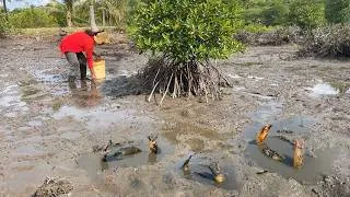 Thumbnail: Catching Many Huge Mud Crabs in the Swamp After Low Tide | Fishing A Lot Of Sea Crabs