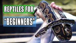 Thumbnail: Why Beginner Reptiles DON'T Exist
