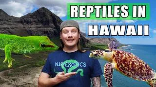 Thumbnail: What Reptiles Can You Find in HAWAII?