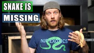 Thumbnail: My Snake Went MISSING! Now What?!
