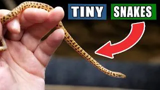 Thumbnail: The SMALLEST Snake I Ever Hatched