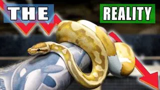 Thumbnail: What Happened to Ball Pythons?
