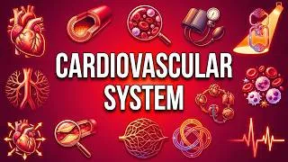Thumbnail: Cardiovascular System Explained Simply
