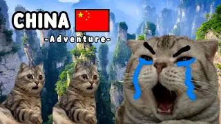 Thumbnail: CAT MEMES: Our Epic China Adventure!