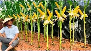 Thumbnail: Grow Sweet Corn by following this technique - You can harvest a lot without land   Noal farm 2026