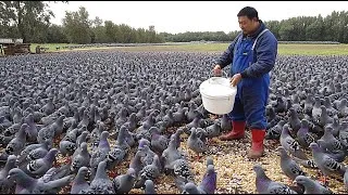Thumbnail: Inside Massive Pigeon Farms - How Chinese Farmers Raise Millions of Pigeons - Pigeon Meat Processing