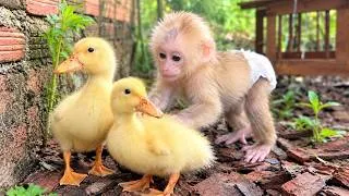 Thumbnail: Nobi the Monkey Is Finally Confident Around His Duck Friends! 🐒🦆❤️