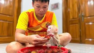 Thumbnail: 🐒❤️ Nobi Is Back with Grandma & Grandpa… He’s So Happy!