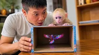 Thumbnail: Baby Monkey Couldn't Believe What Was Inside This Cardboard Box! 📦😲