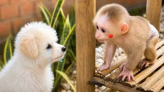 Thumbnail: A Lost Puppy Came to Nobi’s Home… What Happened Next? 🥹🐶🐵❤️